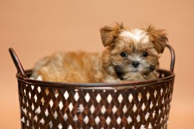 A Shorkie — Shih Tzu and Yorkshire Terrier mix — puppy in metal basket.