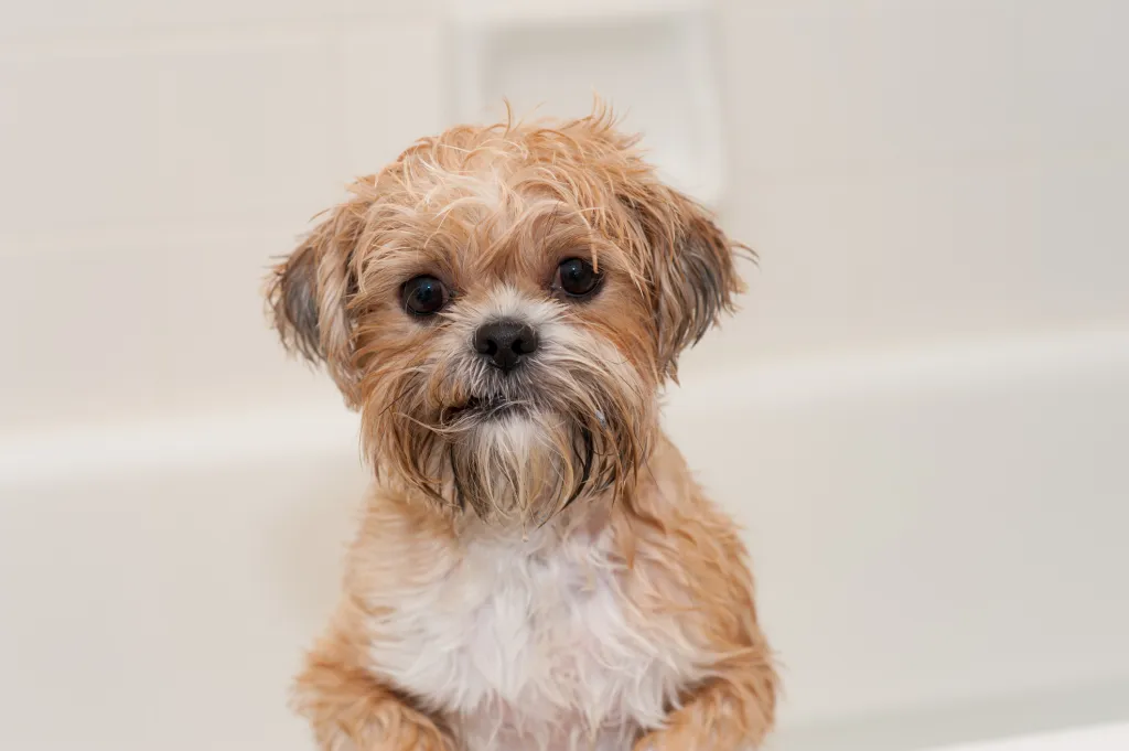 A wet Shorkie puppy in the bath tub.