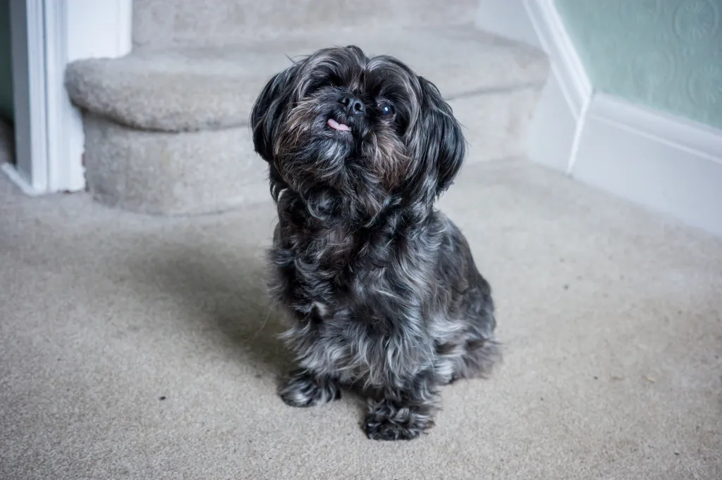 A Shorkie dog sitting at the bottom of stairs in a residential home.