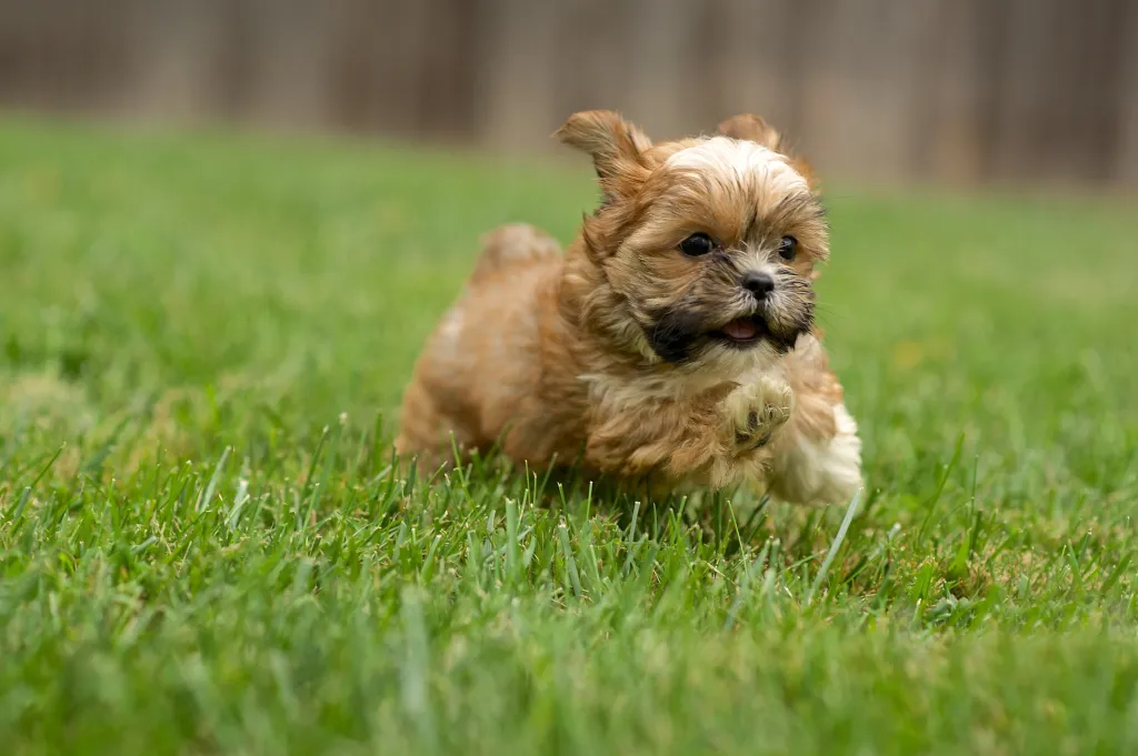 A Shorkie puppy running in the backyard.