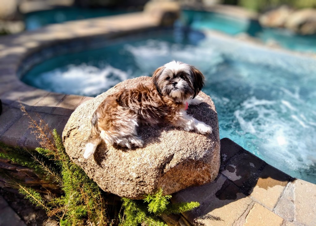 An adorable Shorkie sunbathing next to a beautiful salt water hot tub.