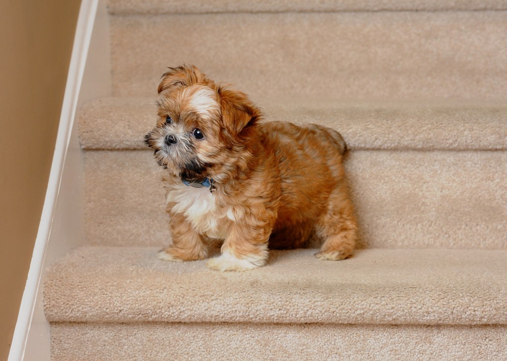 A 3-month old Shorkie Puppy learning to climb the stairs on his own.