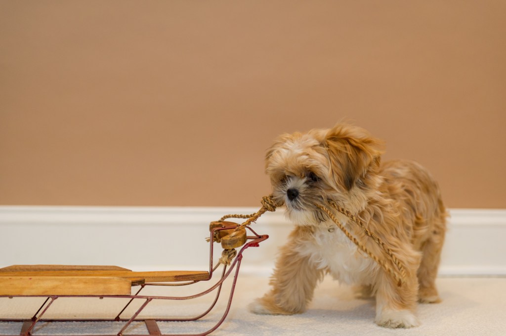 A 4-month old Shorkie puppy pulling a small wooden sled across the carpet.