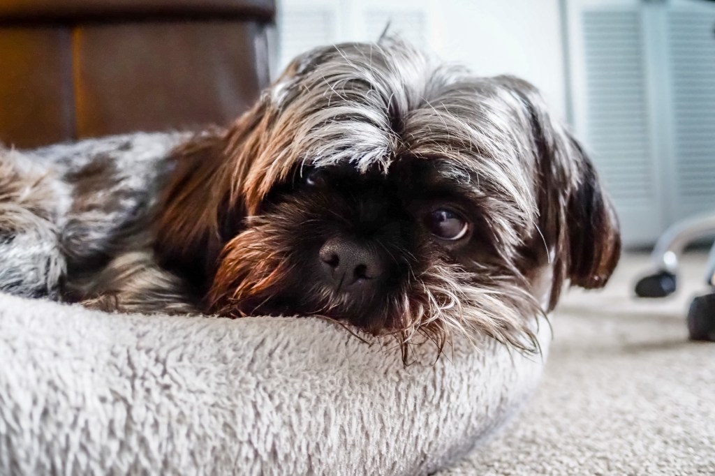 A "Shorkie" dog (Shih Tzu and Yorkshire Terrier Mix) sleeps in a basket in a home office.