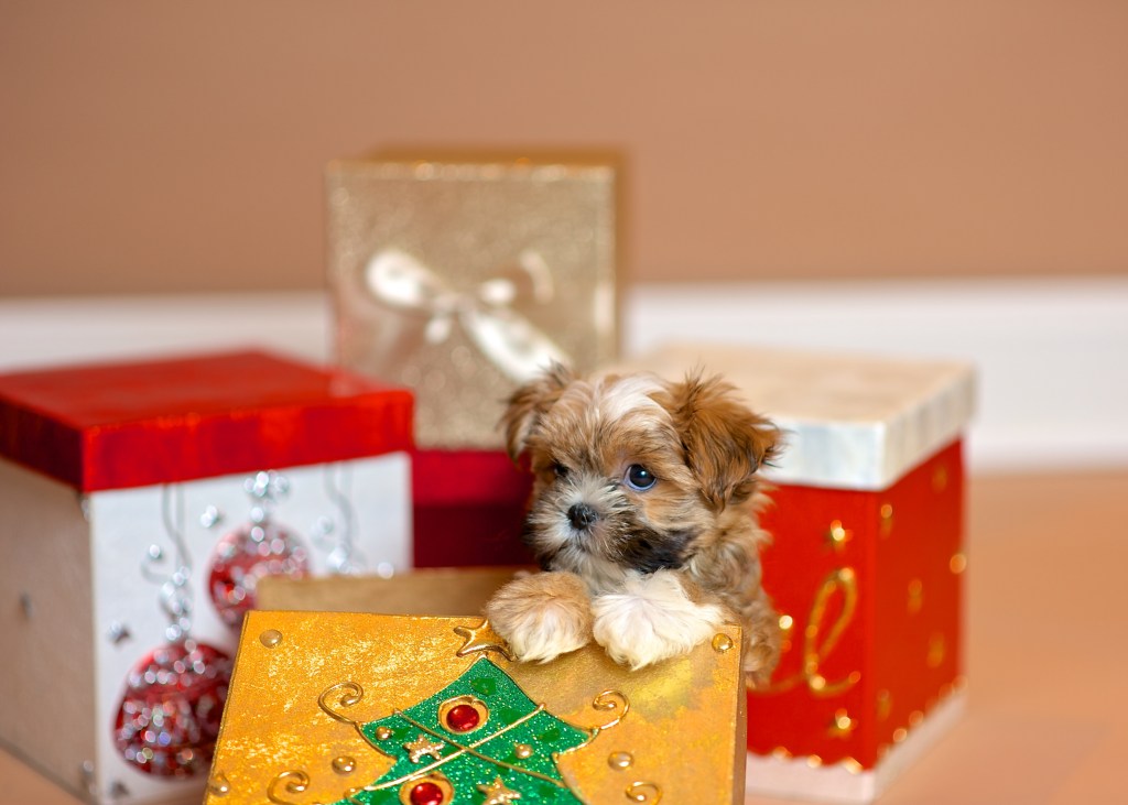 A Shorkie puppy emerging out of a Christmas present box.