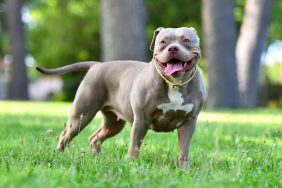 Happy American Bully dog playing in grass — the breed’s friendly temperament being one of its pros.