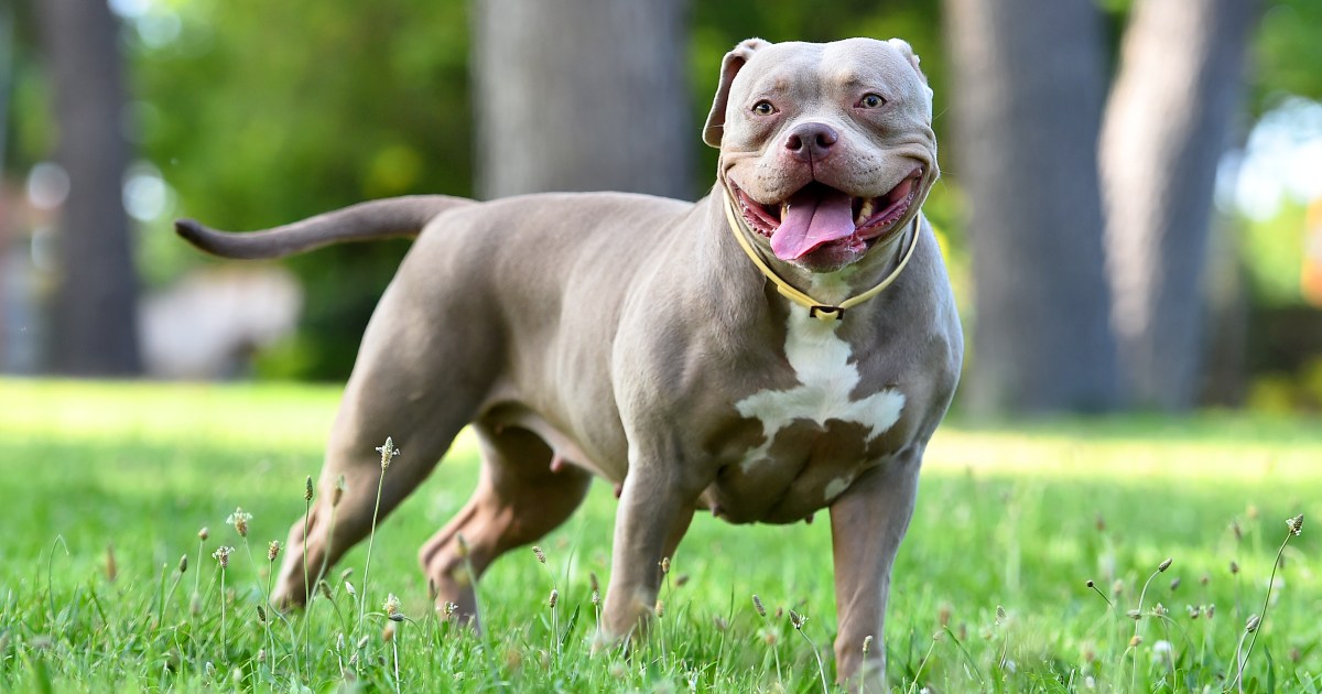 Pros and Cons of an American Bully