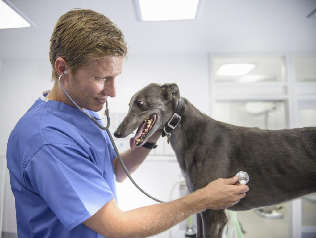 Greyhound dog undergoing pre-anesthetic evaluation on table due to the breed’s tendency for anesthesia sensitivity.