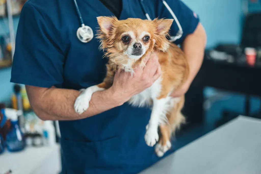 Veterinarian holds Chihuahua to assess the dog for anesthesia sensitivity.