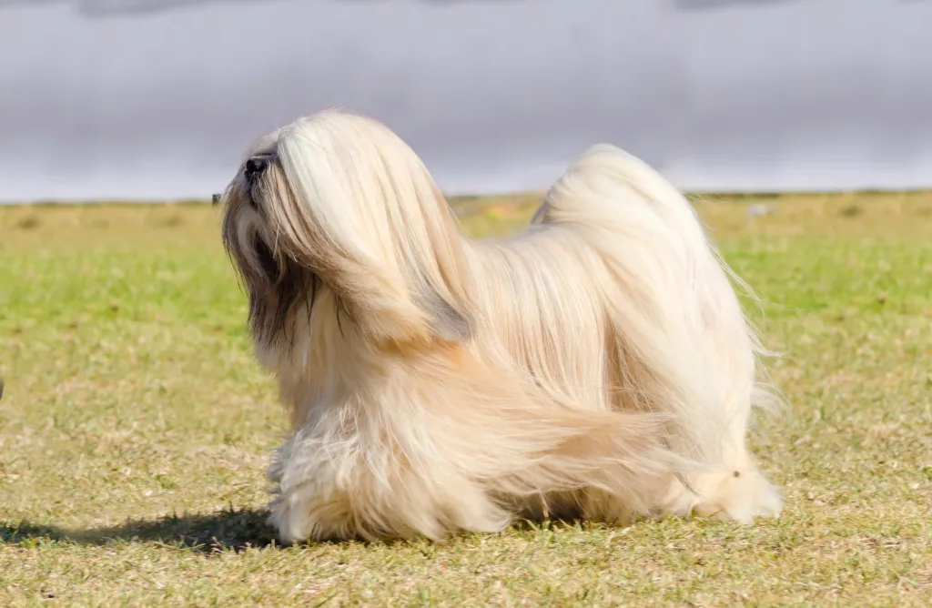 A young Lhasa Apso dog with a long silky coat running on the grass.