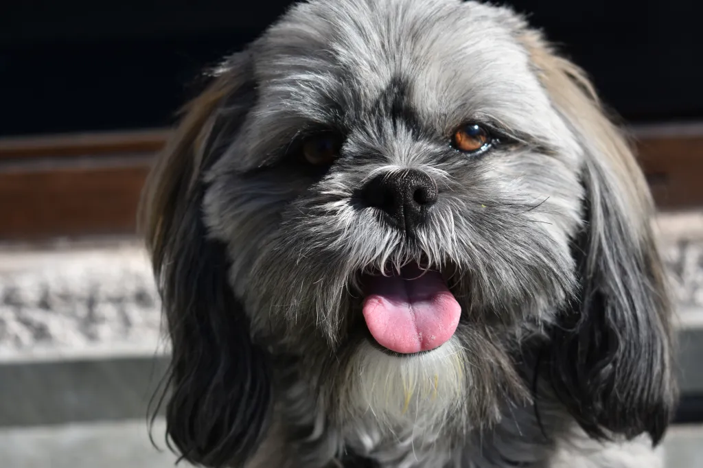 Lhasa Apso puppy with tongue out.