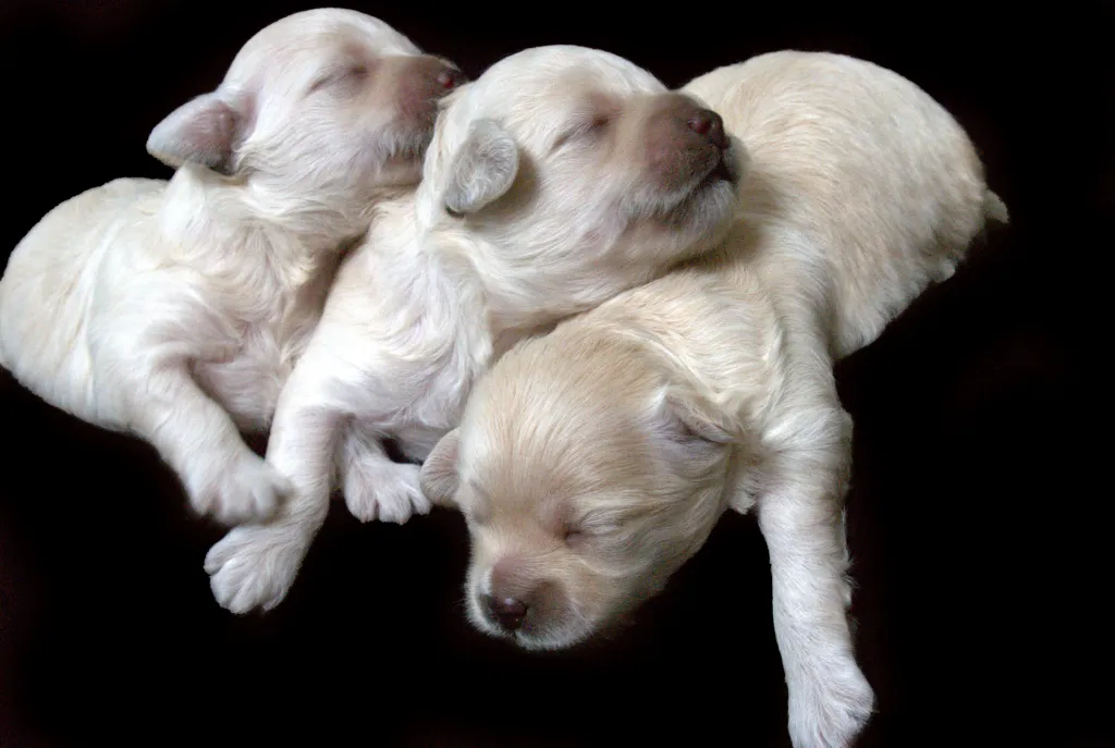 Litter of newborn Lhasa Apso puppies.
