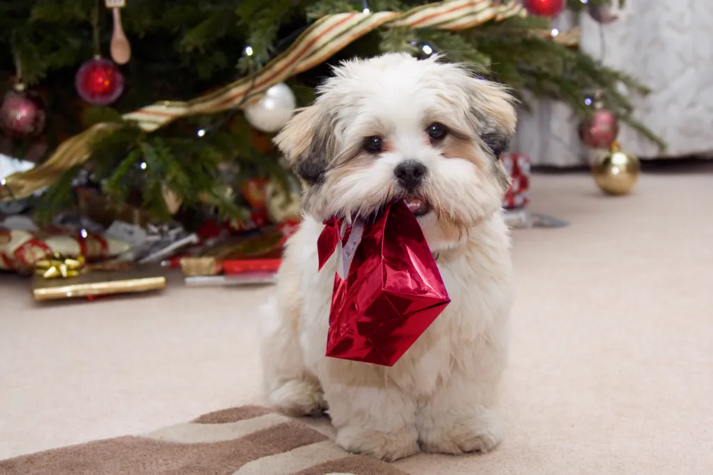 Lhasa Apso puppy during Christmas carrying a present in mouth.
