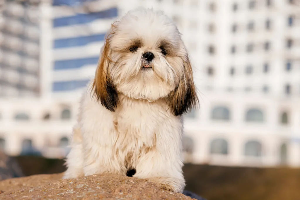 A Lhasa Apso sitting in front of a building on stone, looking like a Shih Tzu.