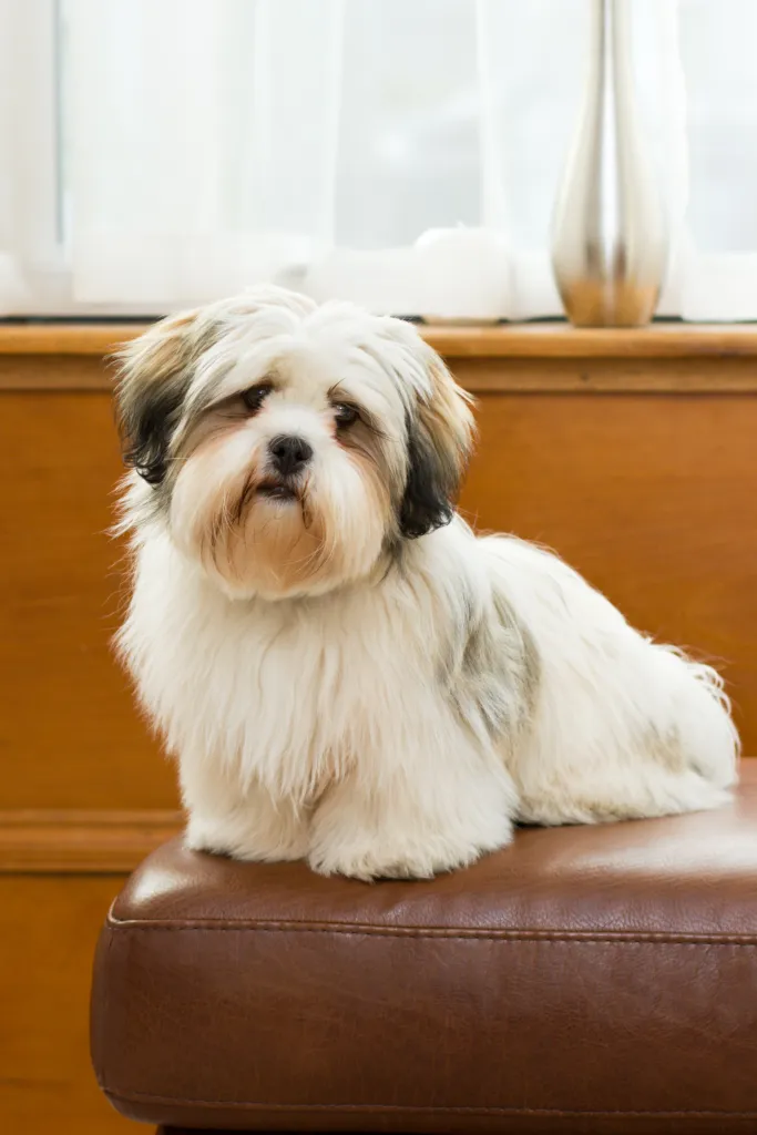 Lhasa Apso puppy with long haired coat.