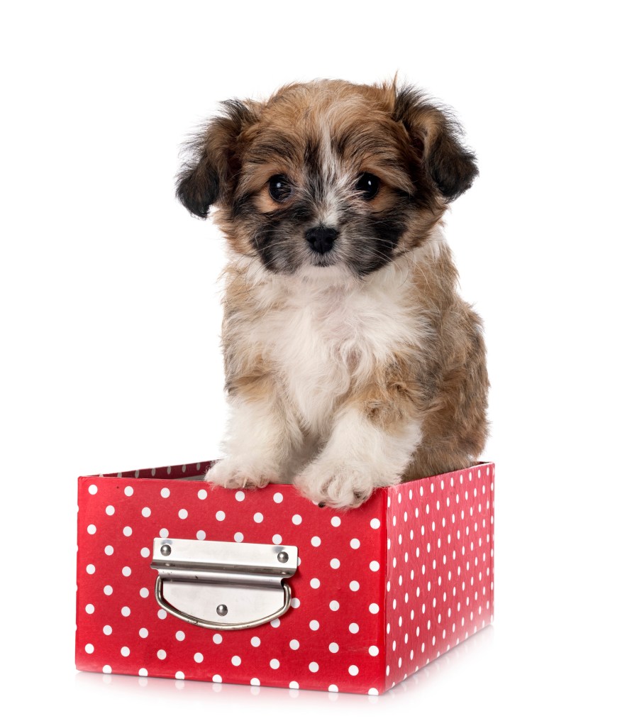 Lhasa Apso puppy in front of white background.