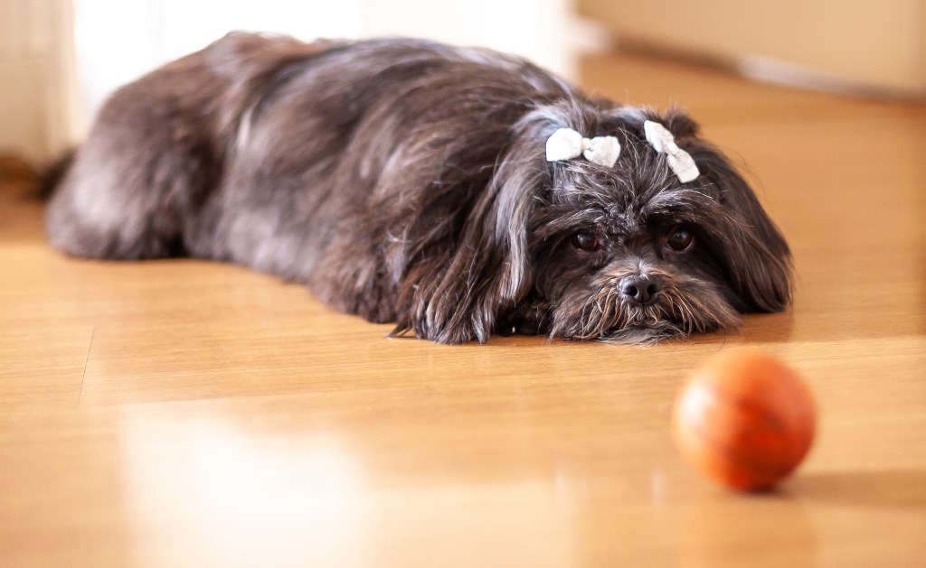 A black Lhasa Apso dog waiting for someone to play ball with her.