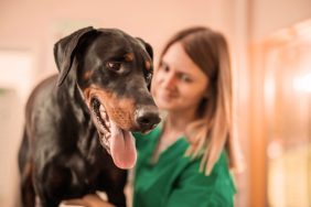 Photo of vet checking Doberman dog with stud tail or tail gland hyperplasia.