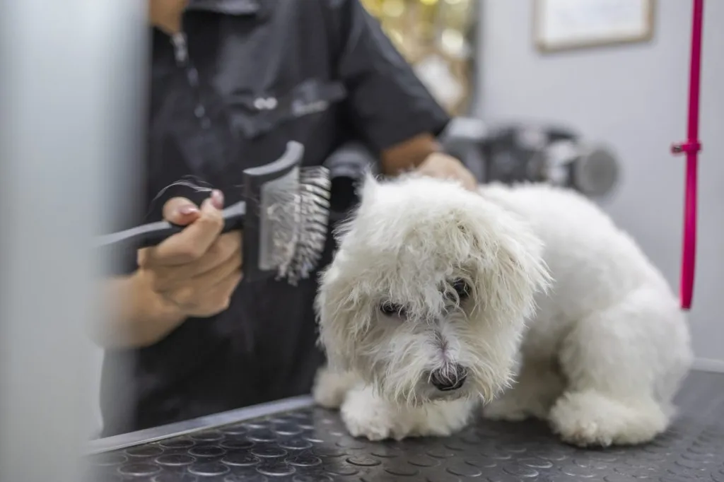 Photo d'un chien avec une queue d'étalon chez le toiletteur pour la coupe des poils.