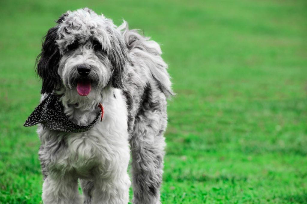 A black and white Aussiedoodle dog standing in a patch of new grass.