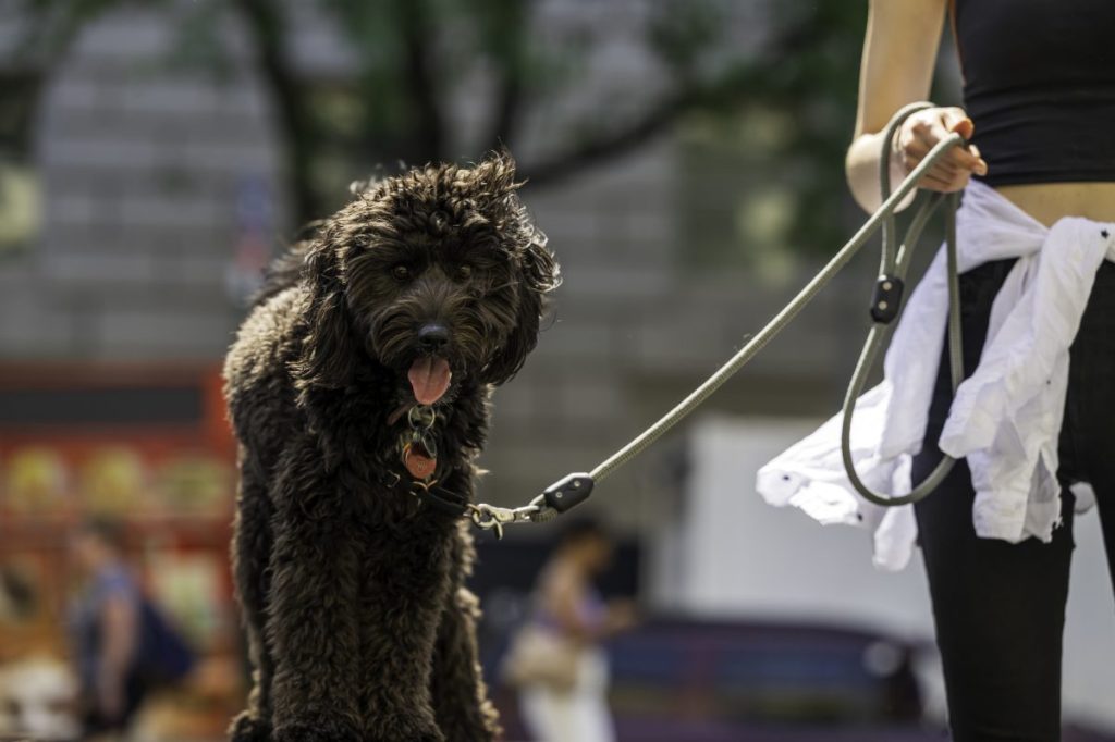 Aussiedoodle out for a walk with owner — the breed’s high energy being a pro for active individuals.