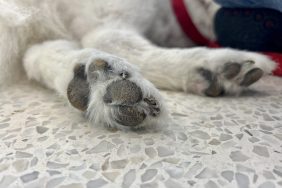 Photo of a dog’s paw with hyperkeratosis.