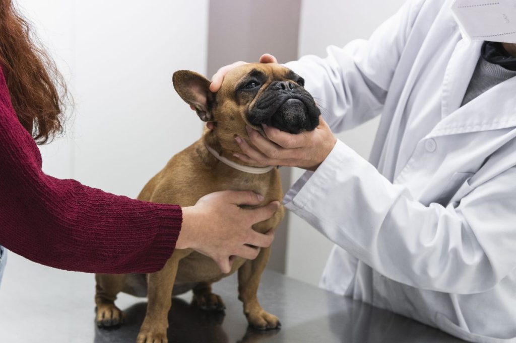 Vet checking French Bulldog for hyperkeratosis.