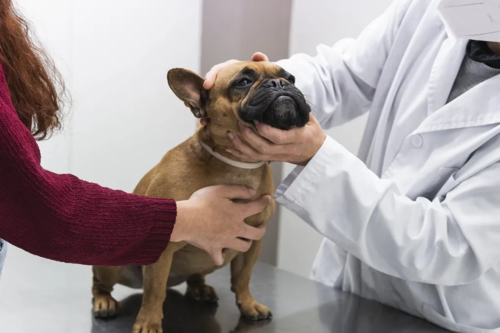 Vétérinaire contrôlant l'hyperkératose d'un bouledogue français.