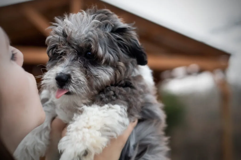 Woman plays with baby Aussiedoodle mixed breed puppy.