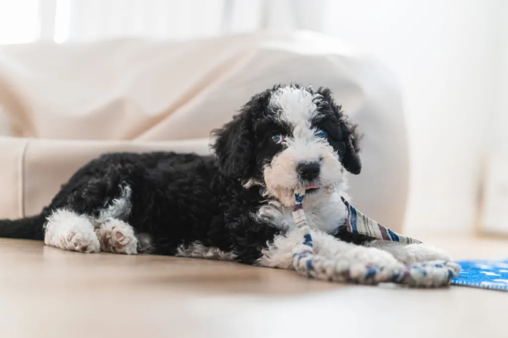 Blue-eyed Aussiedoodle puppy at home biting a toy.