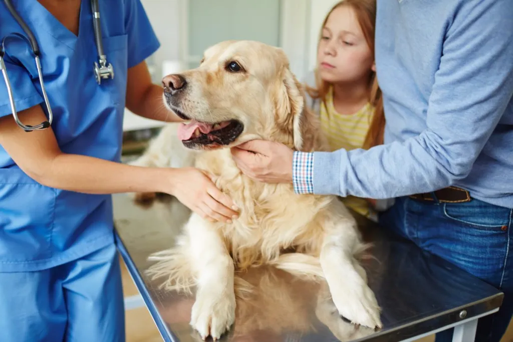 Propriétaires amenant leur chien chez le vétérinaire pour qu'il lui administre du charbon actif.