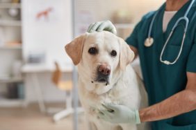 Vet checking white Labrador dog at clinic who may need selegiline.