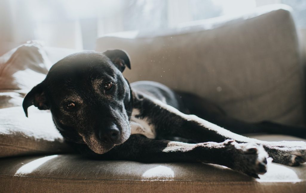 Aging black dog possibly suffering from CDS and requiring selegiline or Anipryl.