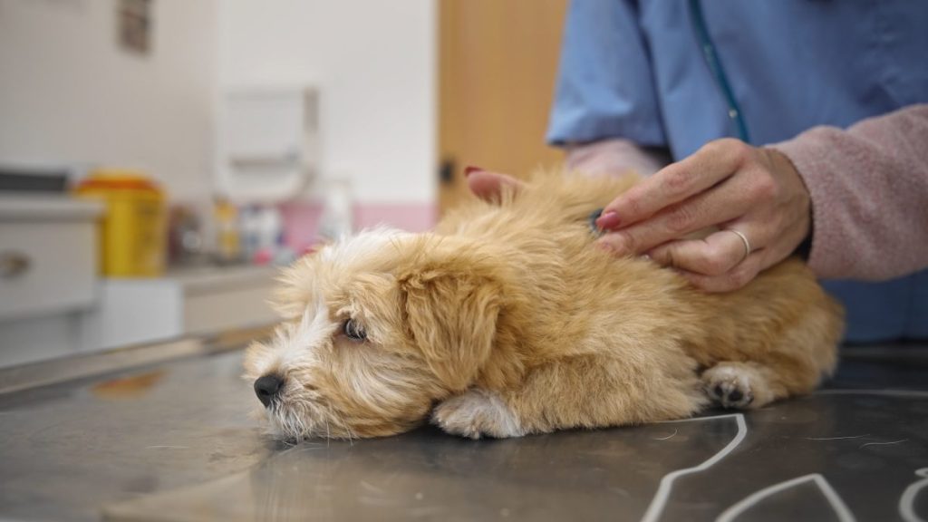 Dog sedated with dexmedetomidine at the vet.