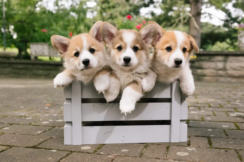 Welsh Corgi Puppies