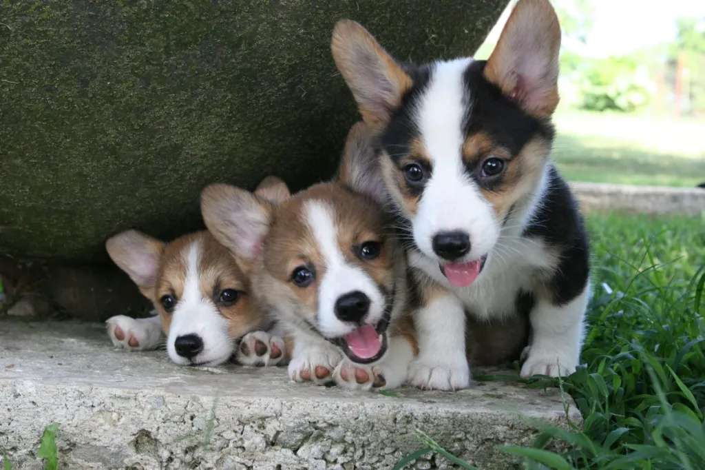 Pembroke Welsh Corgi Puppies For Sale