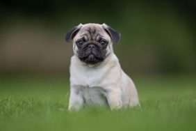 Pug puppy in the grass.