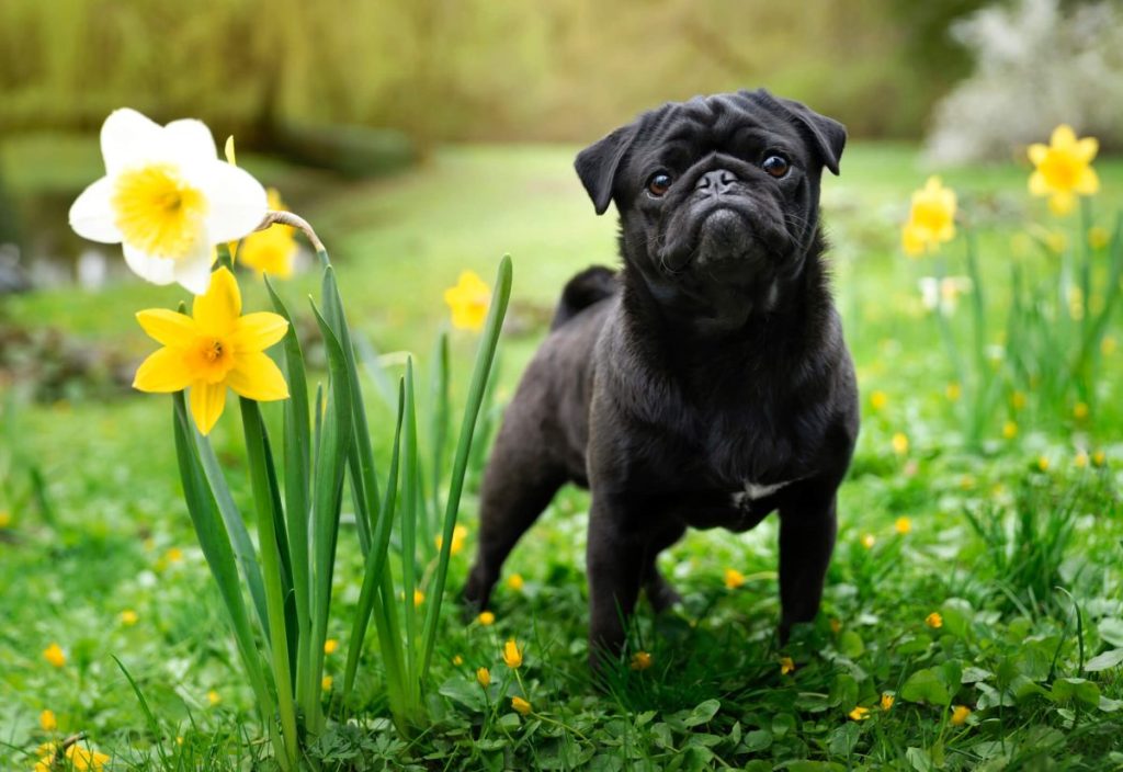 Black Pug puppy next to a flower.