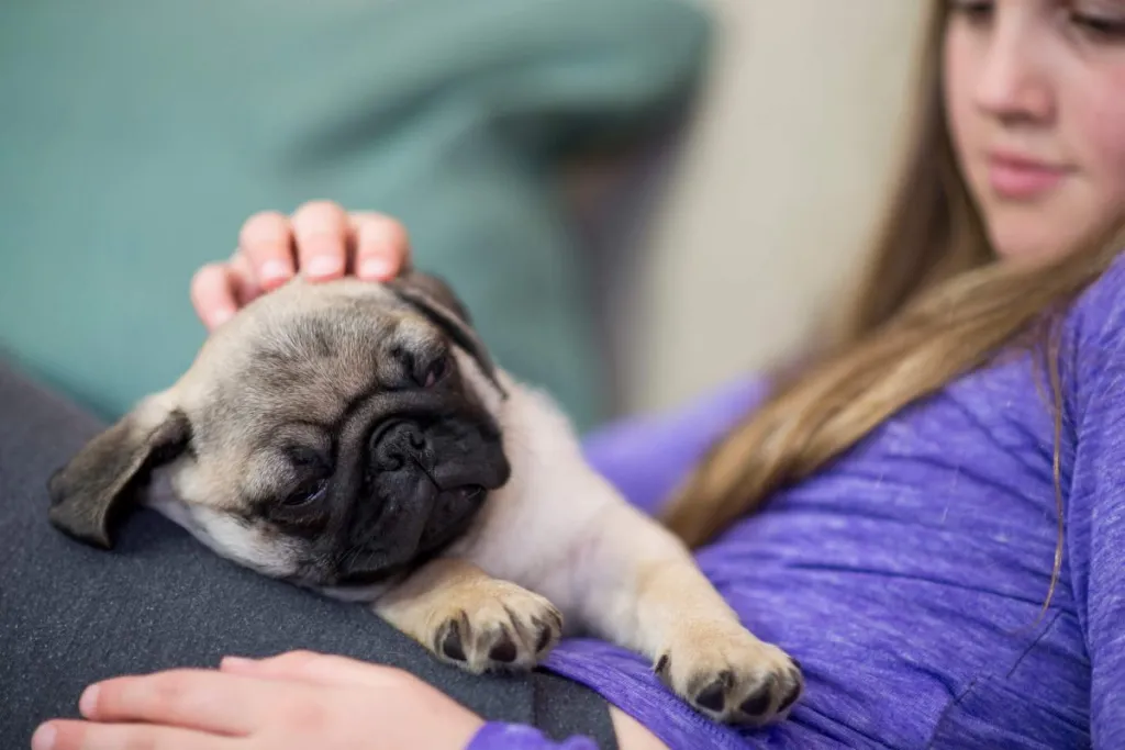 Pug puppy sleeping on girl’s lap.