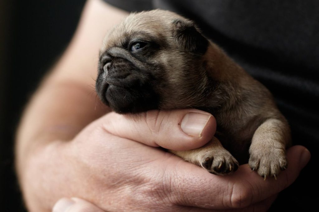 Newborn Pug puppy in human’s hand.