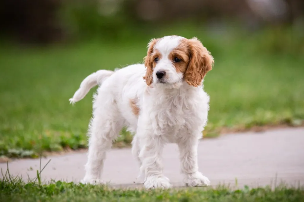 Cockapoo puppy outdoors.