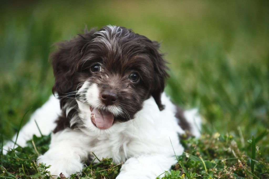 Cockapoo puppy in the grass.