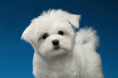 Cute white Maltese puppy against blue background.