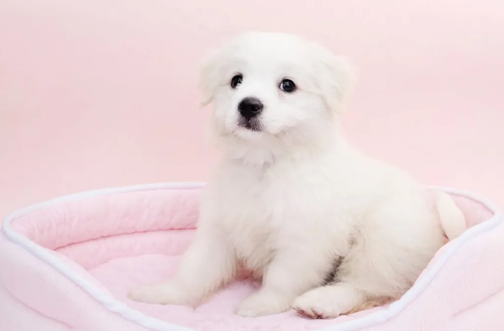 Maltese in a dog bed.