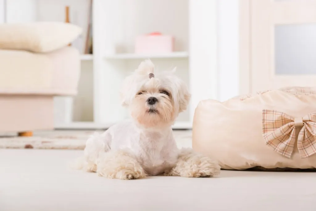 Maltese with a ponytail.