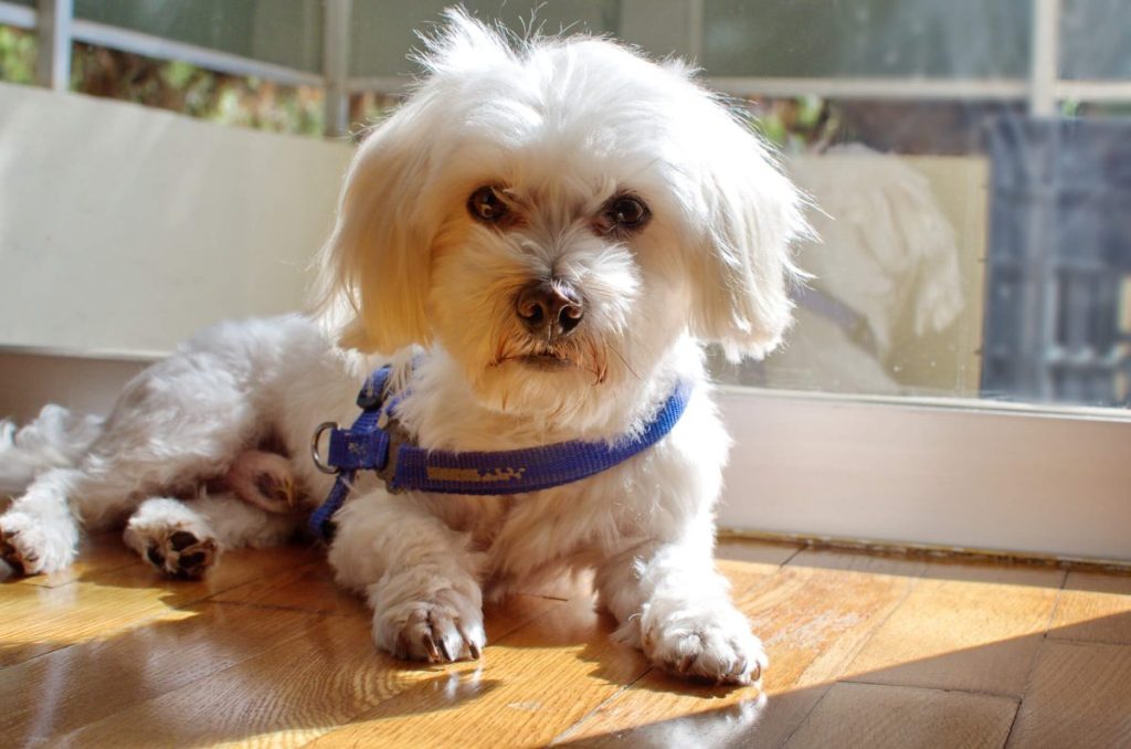 Maltese looking at the camera with alert expressions.