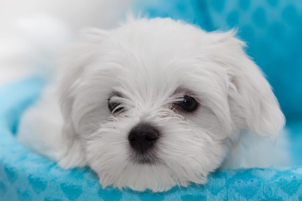 Maltese puppy.