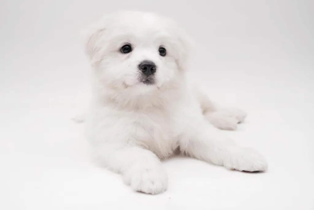 Maltese puppy against white background.