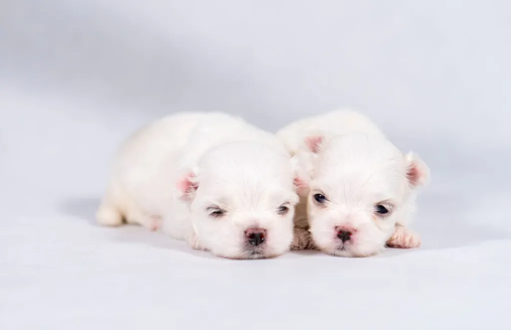 Two newborn Maltese puppies sitting on white background.