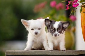 Two cute Chihuahua puppies.